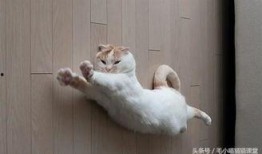 猫咪冠军爆料视频播放在线观看,揭秘幕后精彩瞬间，在线观看不容错过！